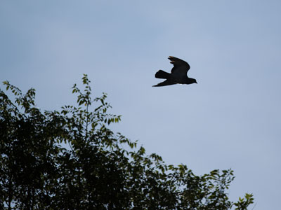 The morning commute.