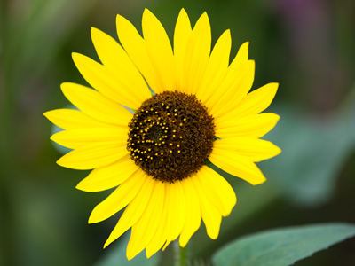 Good morning, sunshine!