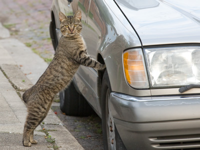 `Wudda you lookin at?`