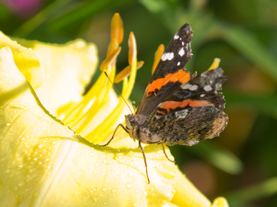 Nothing but common butterflies were around, but later in the day I saw a tiger swallowtail while I was driving home.