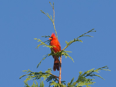 `She`ll never find me up here.`