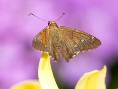 Without color in the background, oh how dull this would be.  And I am the one who put that color in the background.