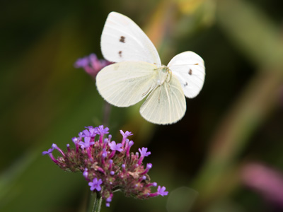 My best flying butterfly shot yet.