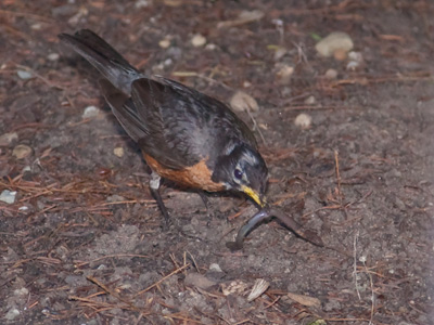 The early photographer gets the early bird.