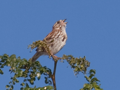 It`s a summer morning.  What better reason to sing?