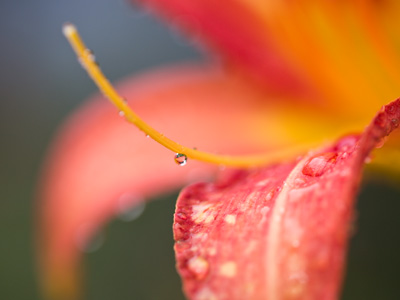 The best time to take pictures is right after the rain stops.