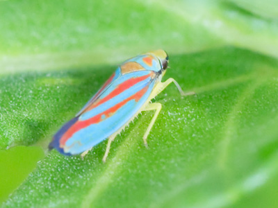 Google is telling me that this bug belongs in Costa Rica.