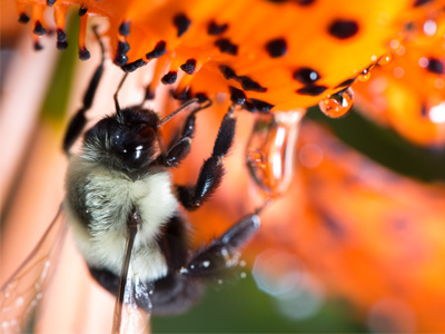 As I`m taking pictures of droplets, looks who shows up.