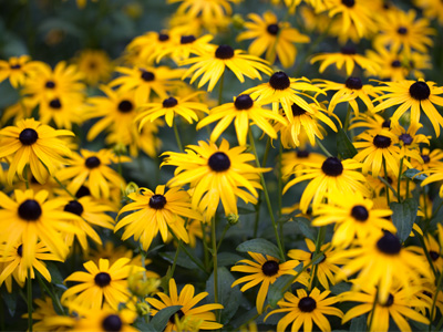 Bells are ringing nine o`clock.  Time to get ready for work.