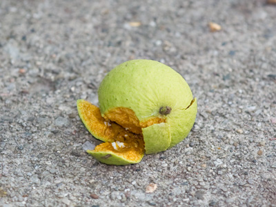 This is why I don`t park under the tree at this time of year.