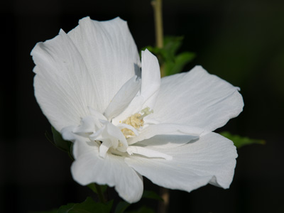 So I guess there`s a totally white hibiscus.