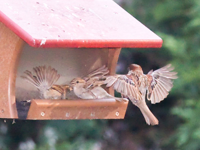 `Sorry pal, no room.`