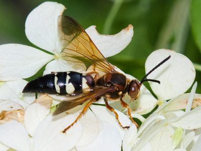 Best keep your distance.