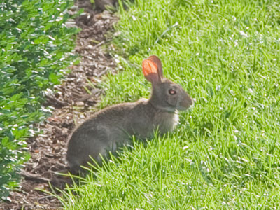This rabbit is at RiverScape as often as I am.