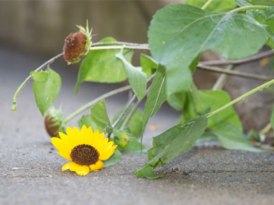 You will get through this and rise up again.