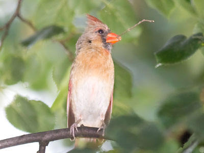 Time for some home repair.