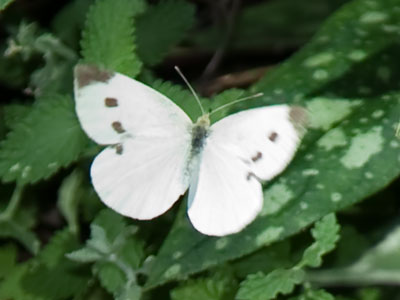 Children of the future will hear stories about butterflies and they will seem as real to them as dinosaurs or unicorns.