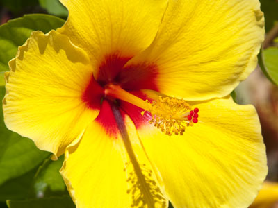 If we turn off our electronics and quietly contemplate the flowers, we can discover the purpose of our fleeting lives.