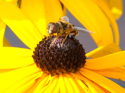 The bees can also tell us about the purpose of our lives.