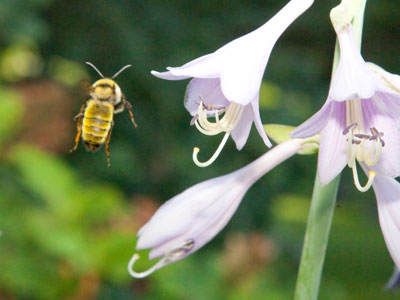 Fifteen minutes and fifty photos of bees this morning.