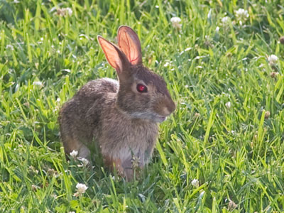 My bunny buddy at RiverScape (see June 25 and July 31, 2015).