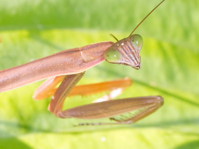 I was a bit creeped out when it turned to look at me.