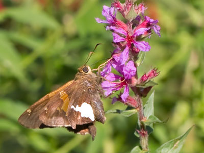 Watch out!  There`s a praying mantis right next to you.