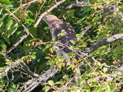 Two hawks were in the area, and they had no fear of men.  This one seemed to help itself to some other bird`s nest.