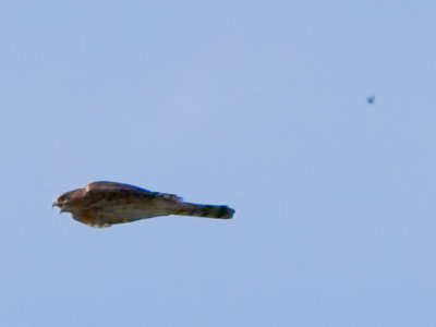As they flew, the hawks were followed by large insects, almost like pilot fish swimming around a shark.