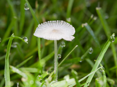 I got down into the grass for the tiny mushroom, but I stayed for the dewdrops.