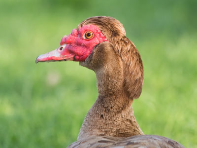 This slow-moving, red-faced bird with the Donald Trump hairstyle may be a Muscovy duck from northern Mexico.