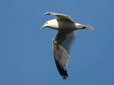 The sun was low, the gull was high.