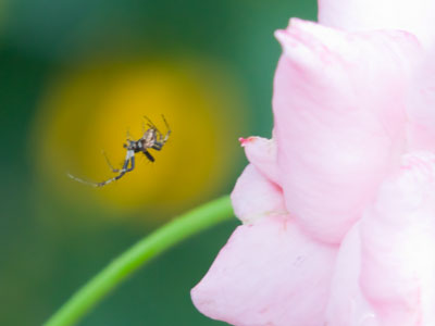 Death among the roses.