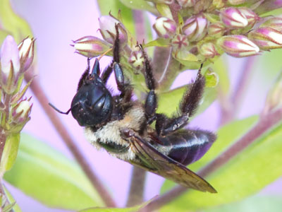 Insects are easier to photograph when they`re groggy.