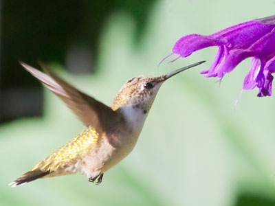 This picture was worth all of the mosquito bites I got.