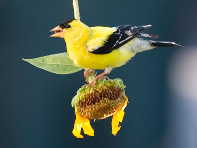 I watched this goldfinch shred a sunflower in just minutes, but then a jogger ran past and it was bye bye birdie.