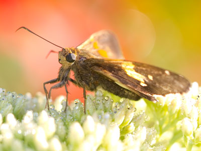 When the temperature drops to a certain point (the dewpoint), then the water vapor in the air turns into liquid.