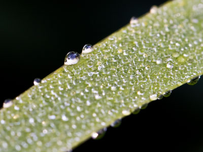 The vapor condenses into droplets which cling to the surfaces least capable of holding heat, and we call it dew.