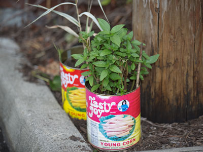 This year`s corn crop is looking good.