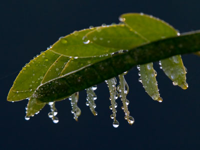 Grateful I can see sparkling droplets from a distance and hear finches squeaking in the trees.
