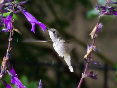 Grateful for a quality camera and the skill to use it.