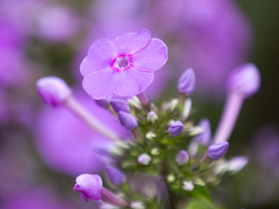 Grateful for a beautiful garden maintained by Five Rivers MetroParks.