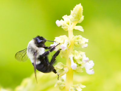Grateful for an ideal summer morning, a fleeting day I will fully enjoy since I cannot hold onto or relive it.