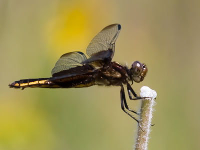 I had hoped to find goldfinches in the prairie today, but there were dragonflies and butterflies instead.