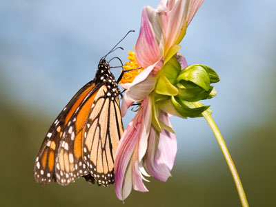 Cliche Picture No. 47.