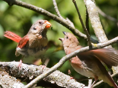 Share a Bug with Someone You Love.
