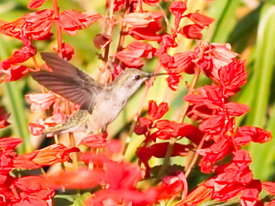 Today was a hummingbird party and I learned a lot about their social and feeding behavior by just watching.