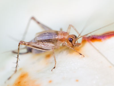 No, crickets don`t chirp by rubbing their hind legs together.