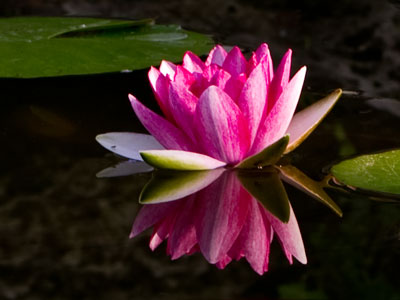 If I get to the park early, I can get my shots in before the mercenary photographers show up with screaming kids.