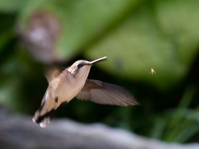 The hummingbird as gnat hunter:  this morning I learned that that pointed beak can do more than just sip nectar.